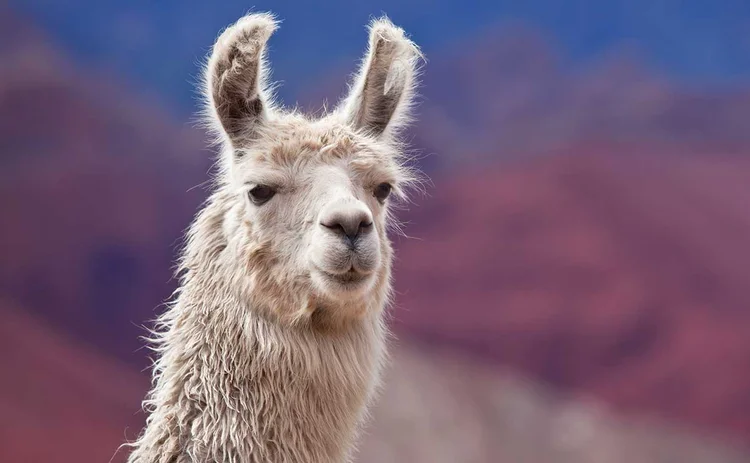 llama