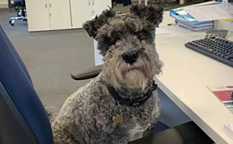 Scwartz the Schnauzer